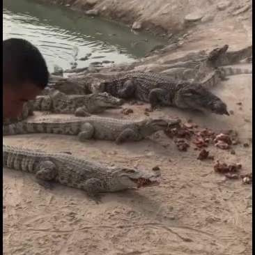 精品鳄鱼鳄鱼苗，中型鳄鱼。