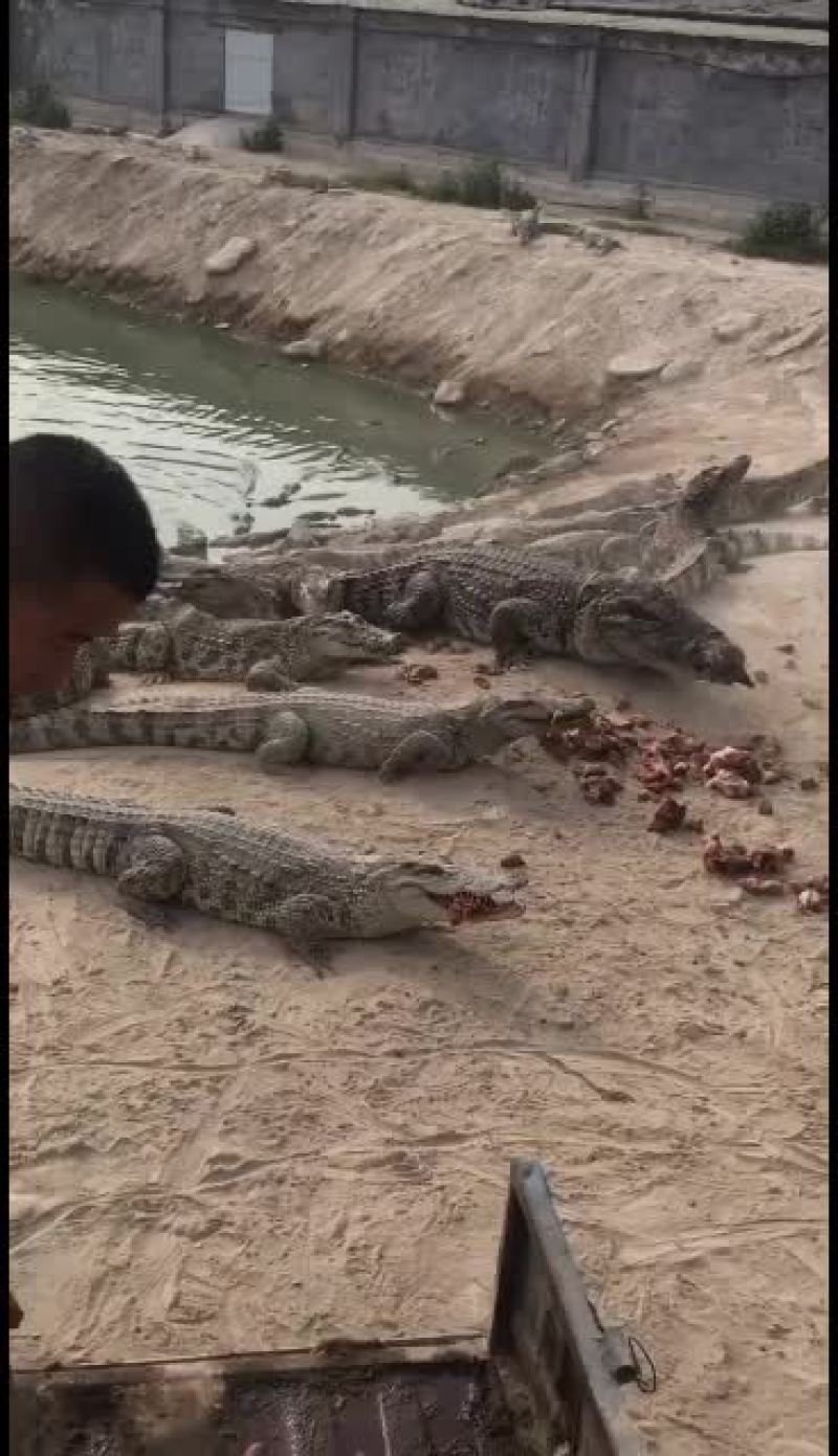 精品鳄鱼鳄鱼苗，中型鳄鱼。