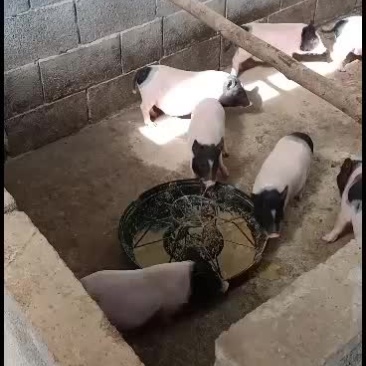 广西南宁崇左扶绥巴马香猪苗