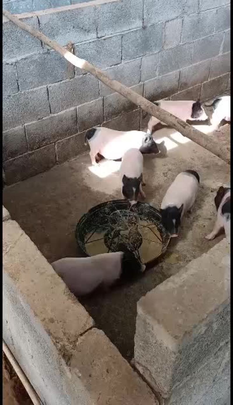 广西南宁崇左扶绥巴马香猪苗