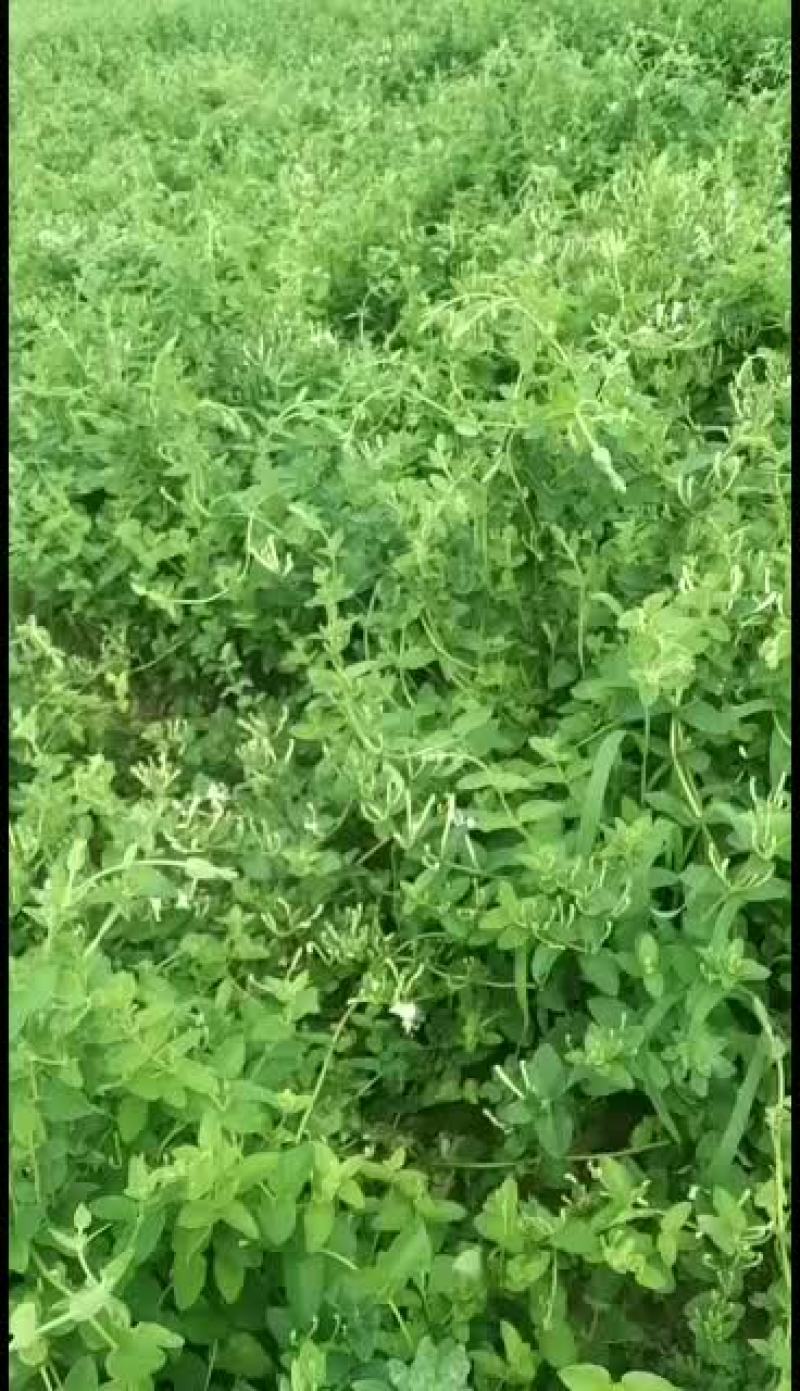 批发零售银花苗木量大从优欢迎新老朋友下单