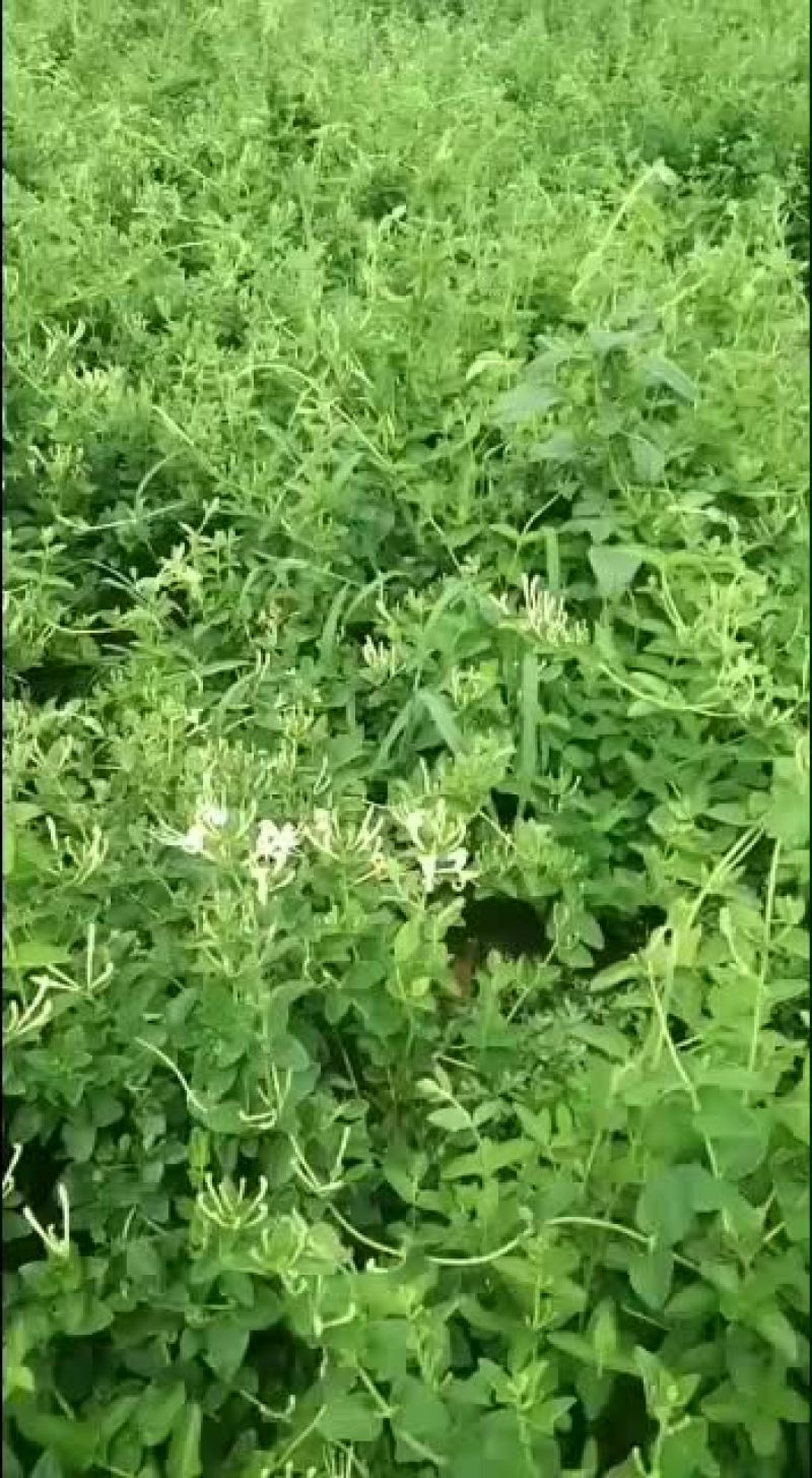 批发零售银花苗木量大从优欢迎新老朋友下单