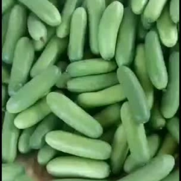 毛节瓜靓货666666666666