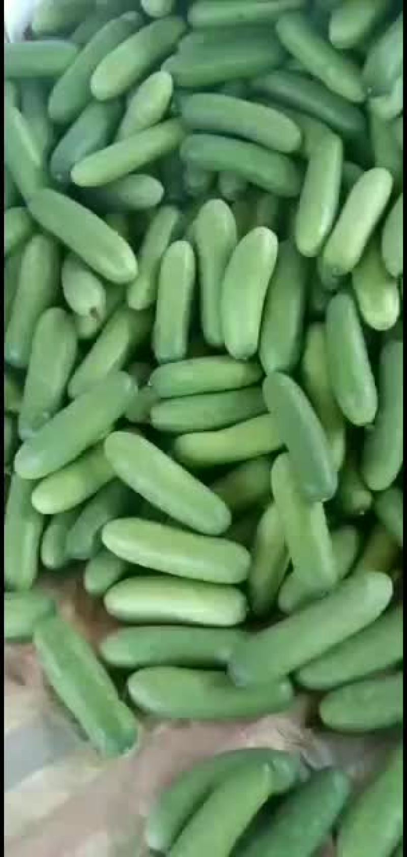 毛节瓜靓货666666666666