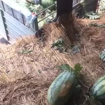 开工开工，顺顺利利，完美开工