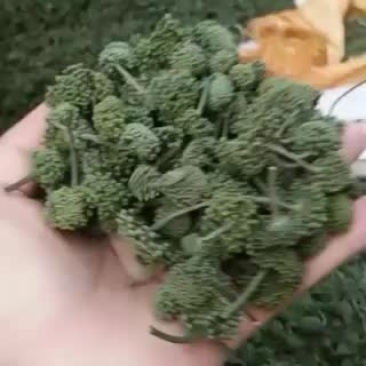 云南文山特产三七花，花颜色翠绿，货好，要得可以联系我