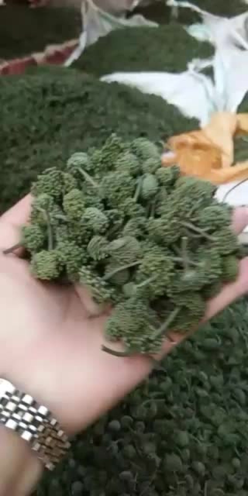 云南文山特产三七花，花颜色翠绿，货好，要得可以联系我