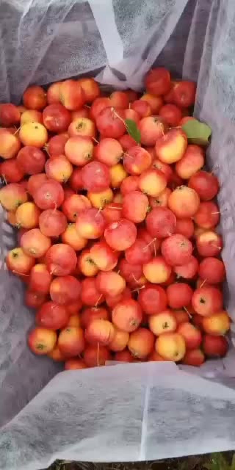 精品红太苹沙果，第一车走起，