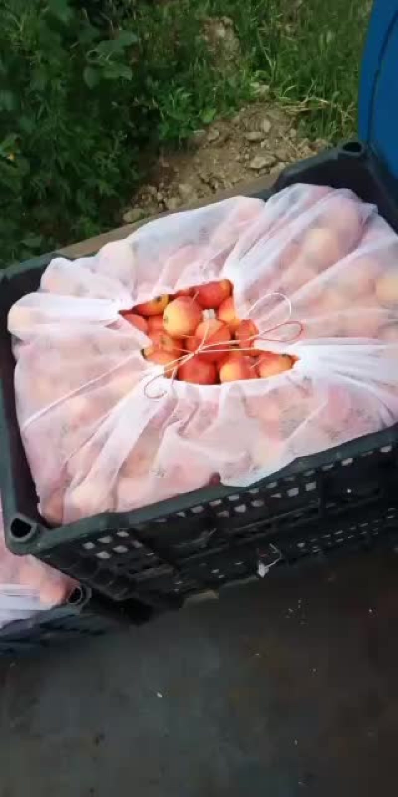 精品红太苹沙果，第一车走起，