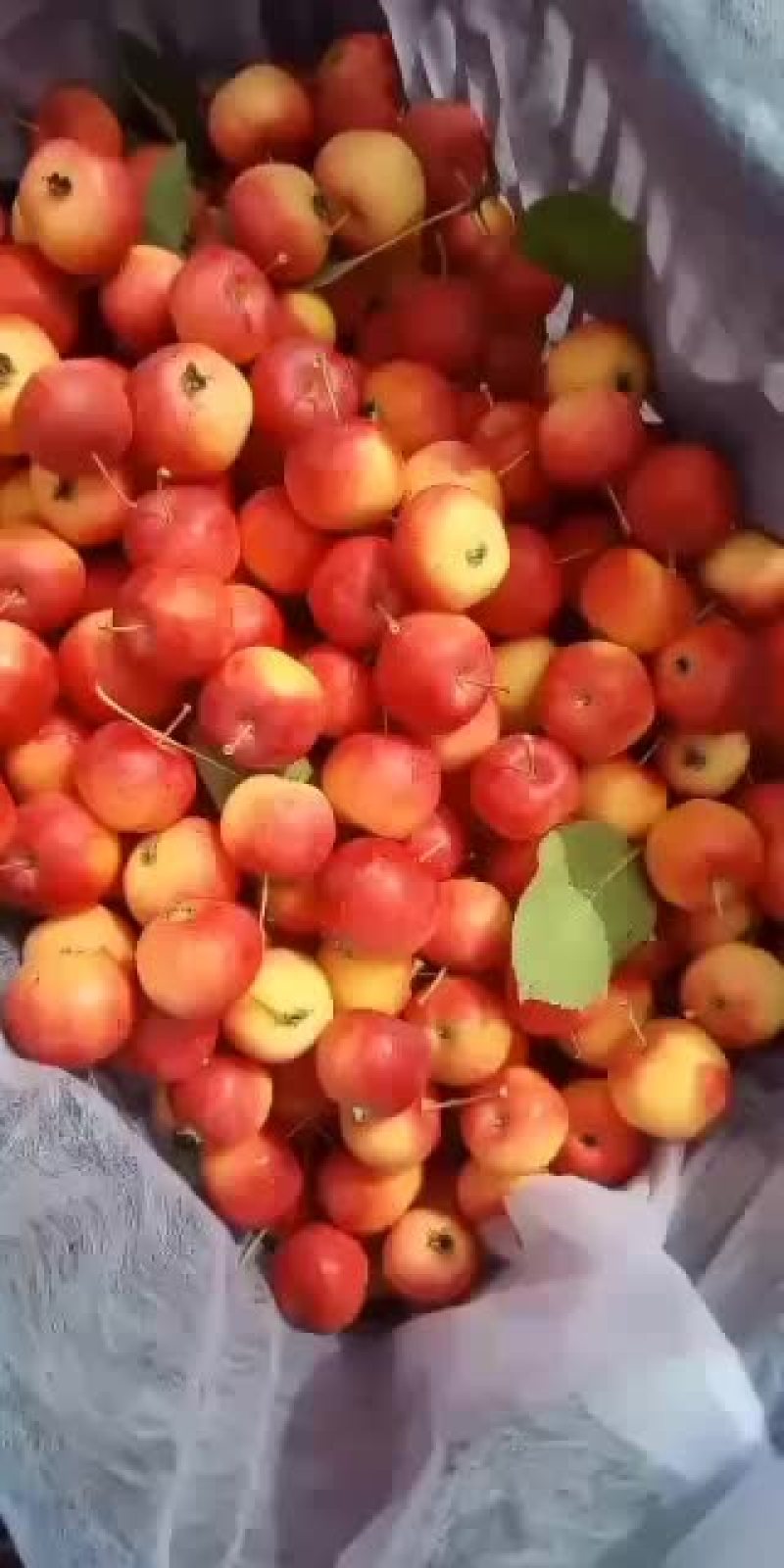 精品红太苹沙果，第一车走起，