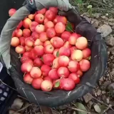 精品红太苹沙果，第一车走起，