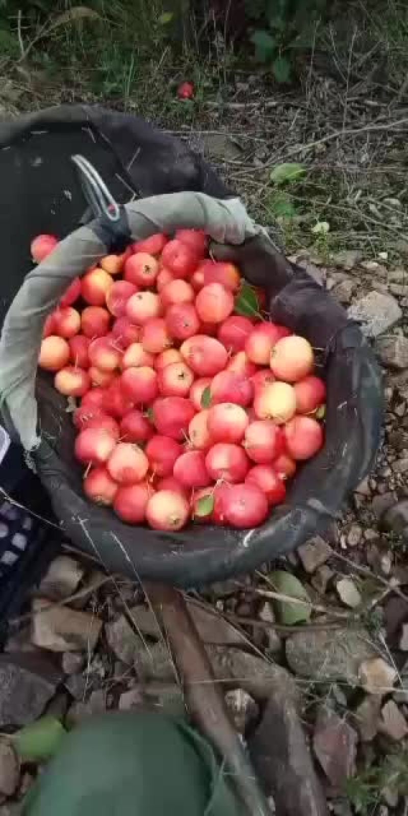 精品红太苹沙果，第一车走起，