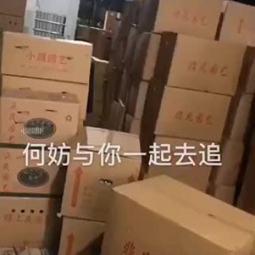 小盆栽，好好先生园艺供应