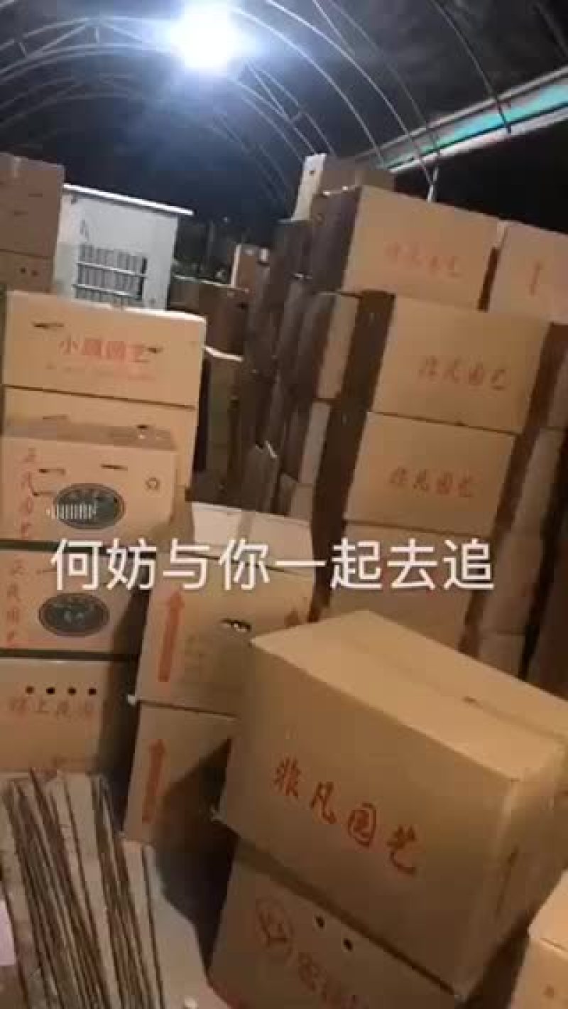 小盆栽，好好先生园艺供应