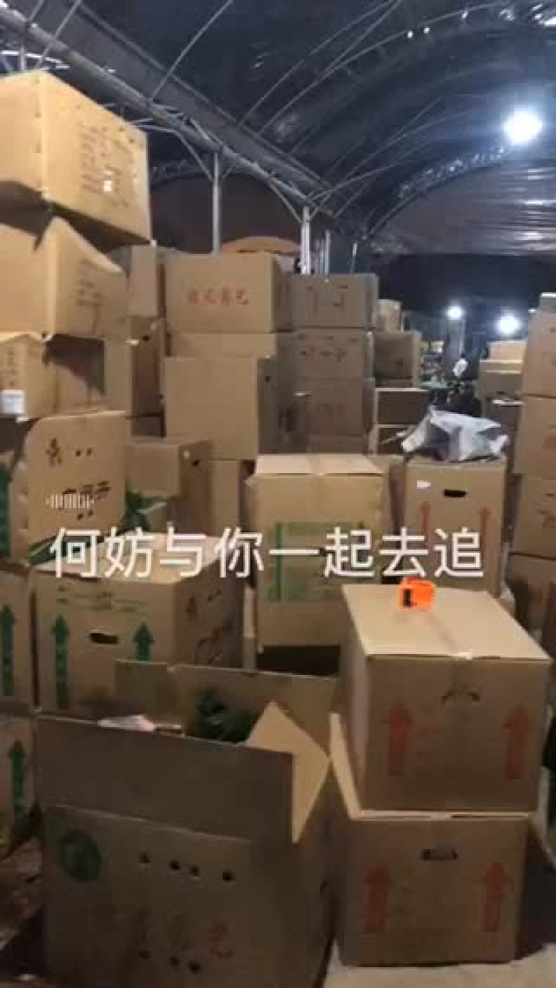 小盆栽，好好先生园艺供应