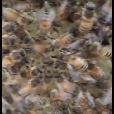 蜜蜂群带王带子脾带箱