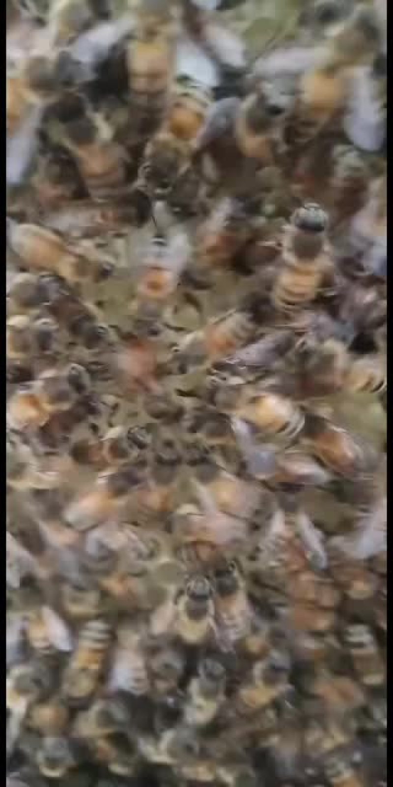 蜜蜂群带王带子脾带箱
