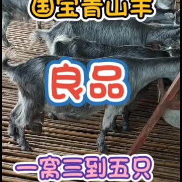 嘉祥县洪昆牛羊繁殖基