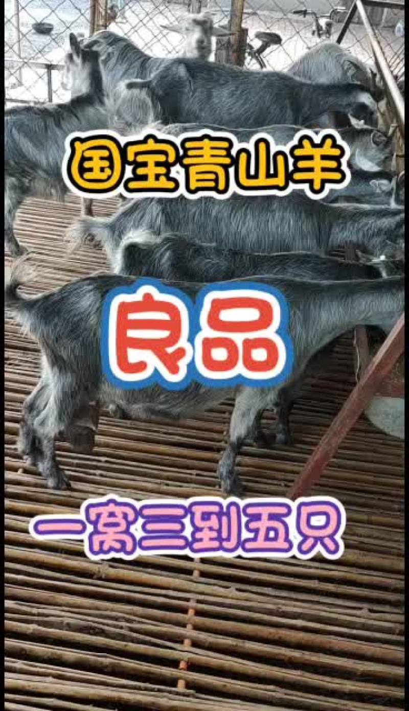 嘉祥县洪昆牛羊繁殖基