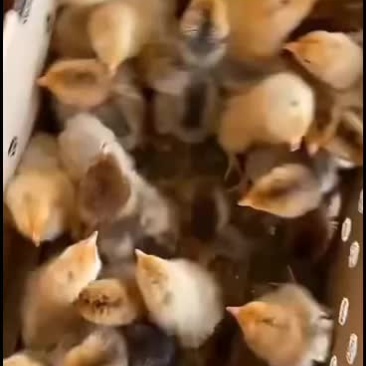 三黄土鸡苗，营养价值高，市场极受欢迎