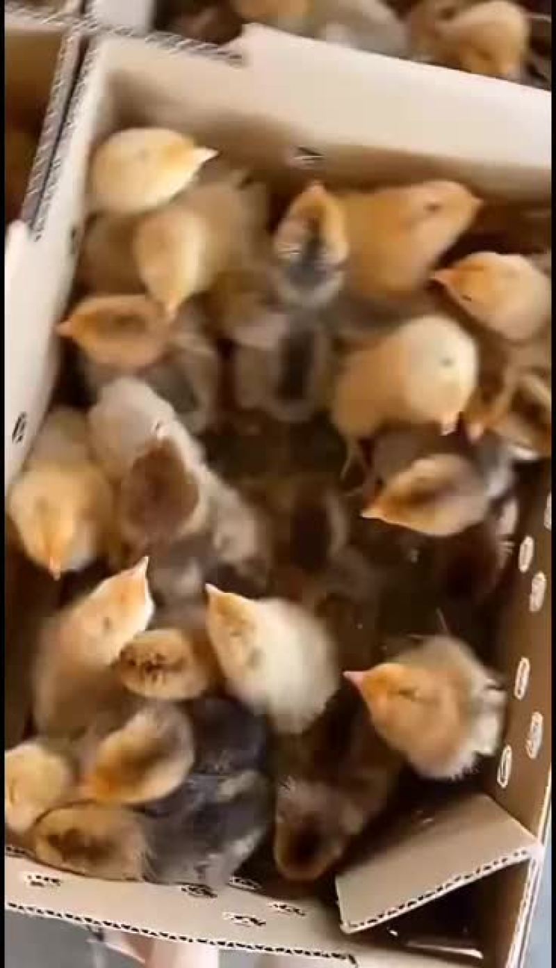三黄土鸡苗，营养价值高，市场极受欢迎