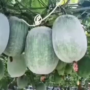 台湾小米冬瓜出了。。。。。。
