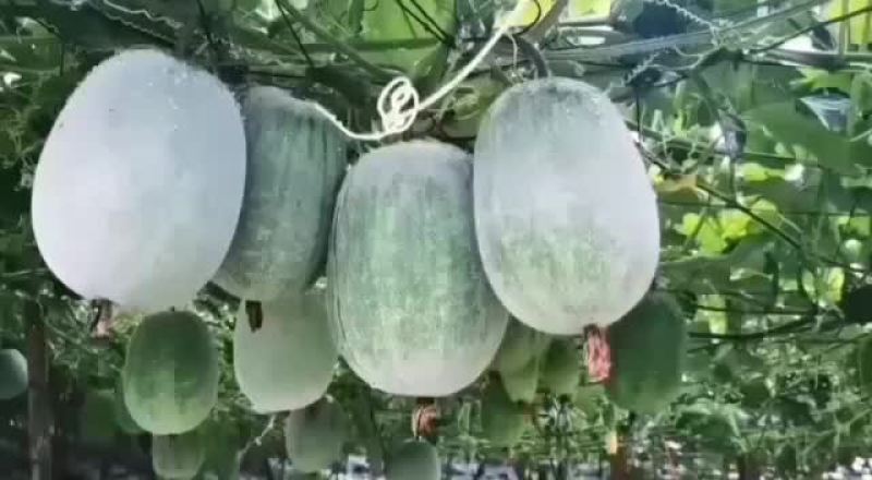 台湾小米冬瓜出了。。。。。。