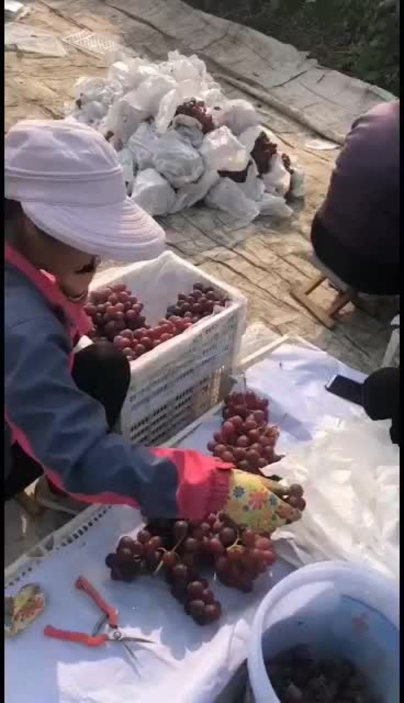 陕西红提葡萄大量供应