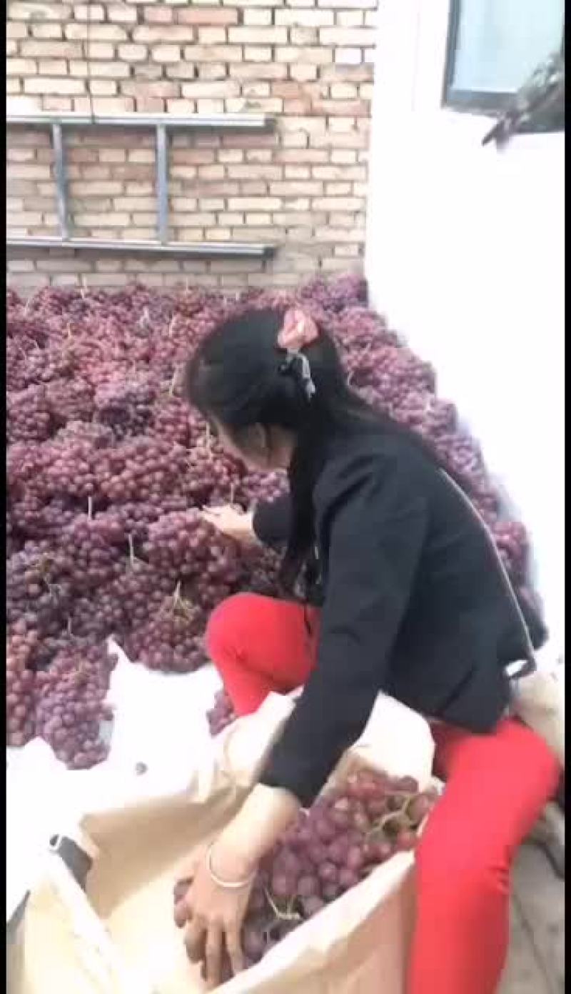 陕西红提葡萄大量供应