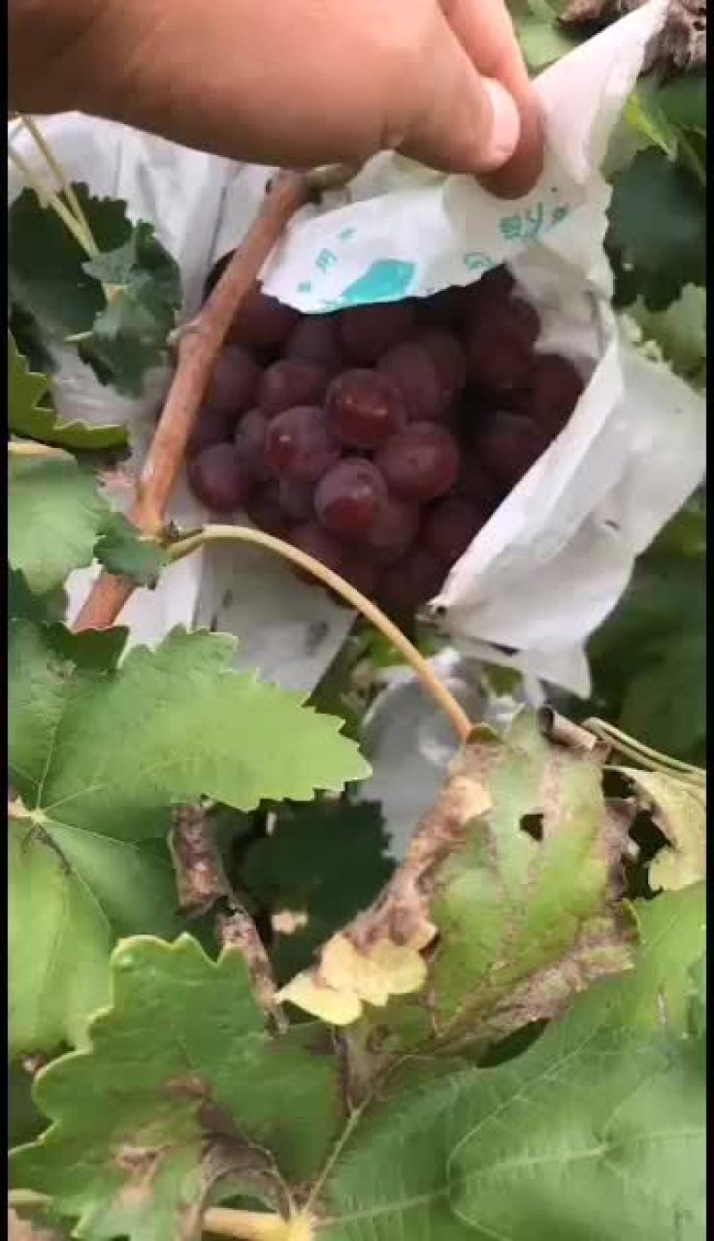 陕西红提葡萄大量供应