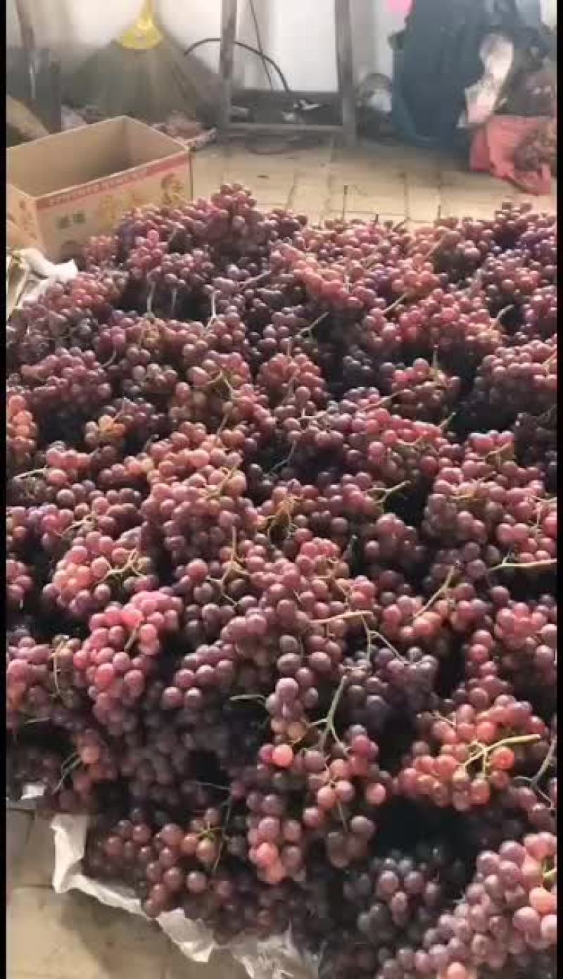 陕西红提葡萄大量供应