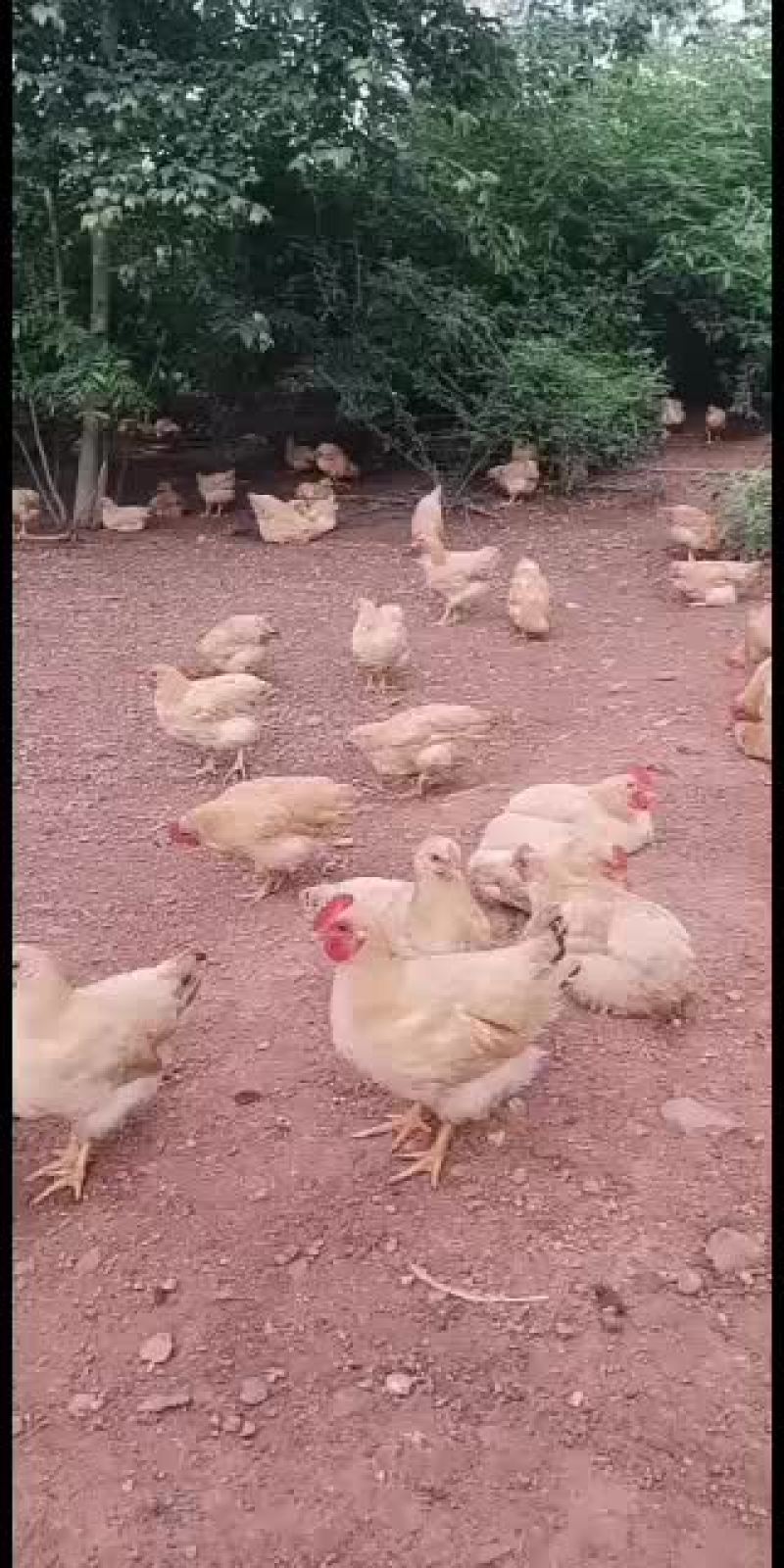 三黄土鸡苗，营养价值高，市场极受欢迎
