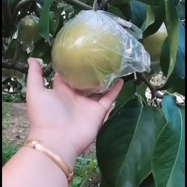 遵化雪花梨，果面干净，星星小，皮薄！