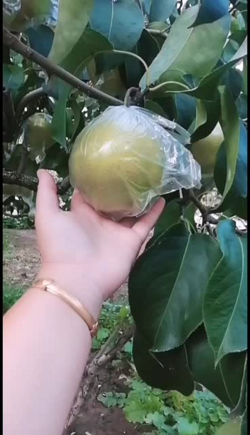 遵化雪花梨，果面干净，星星小，皮薄！