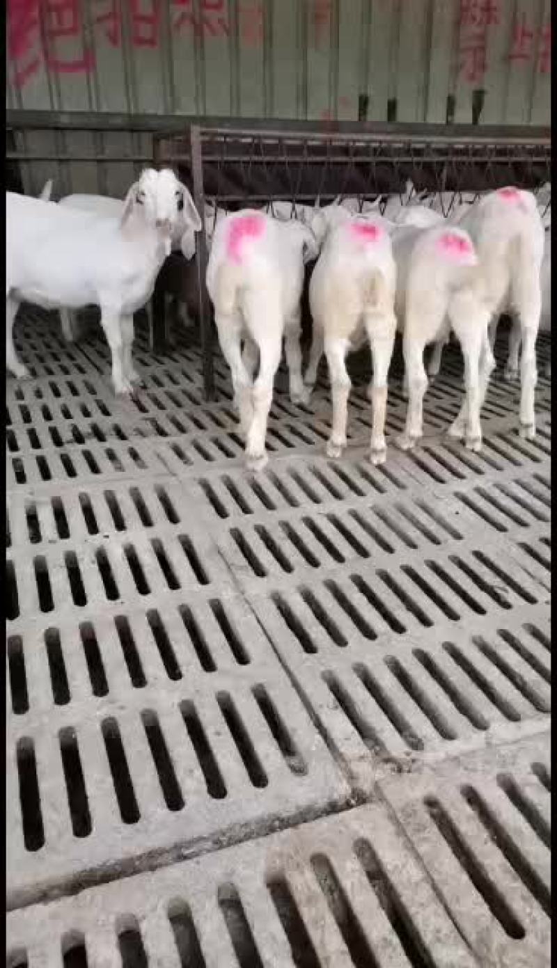 优质品种美国白羊头胎怀孕母羊抗病能力强长势快利润高