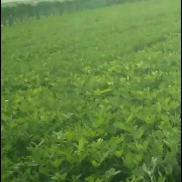 河南兰考鲜花生现摘现发