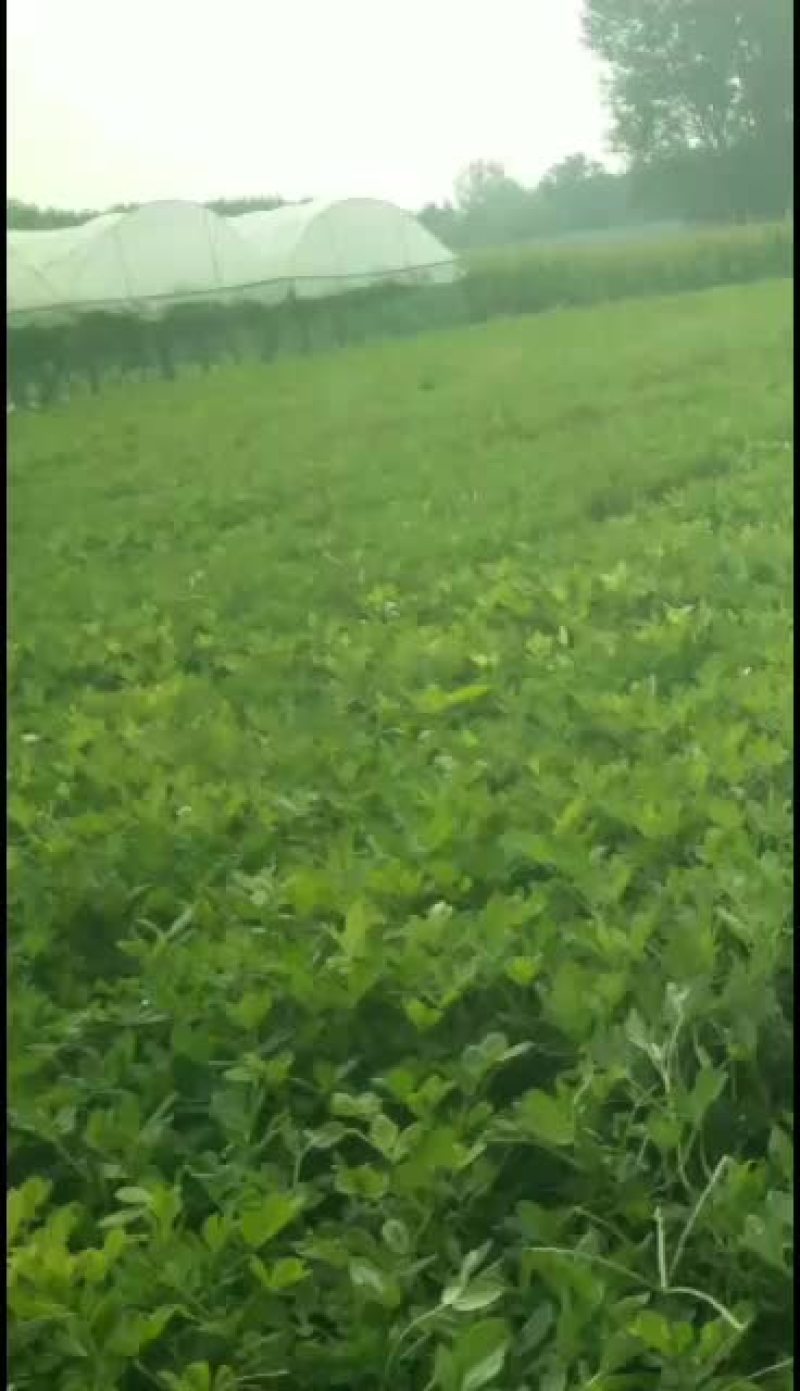 河南兰考鲜花生现摘现发