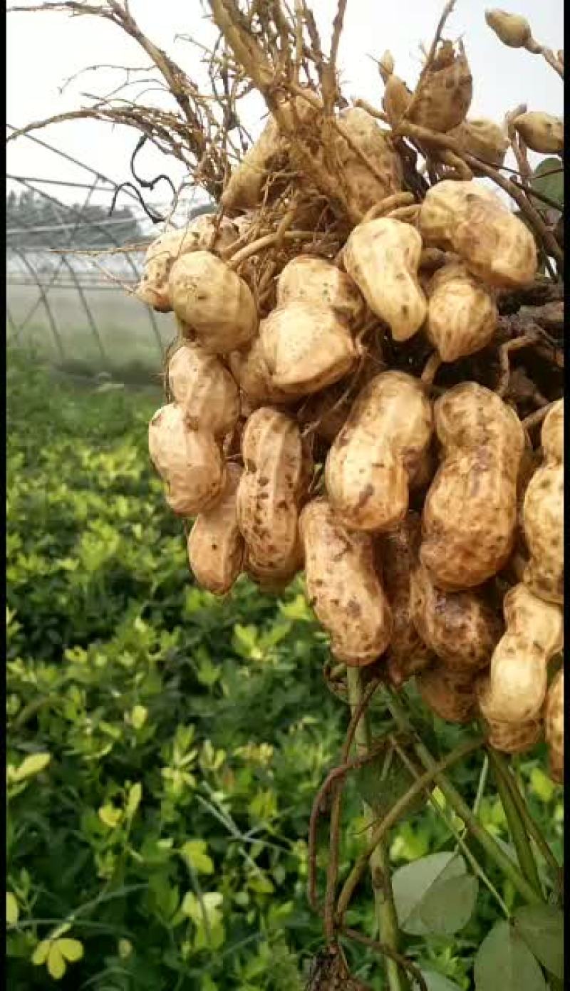 河南兰考鲜花生现摘现发