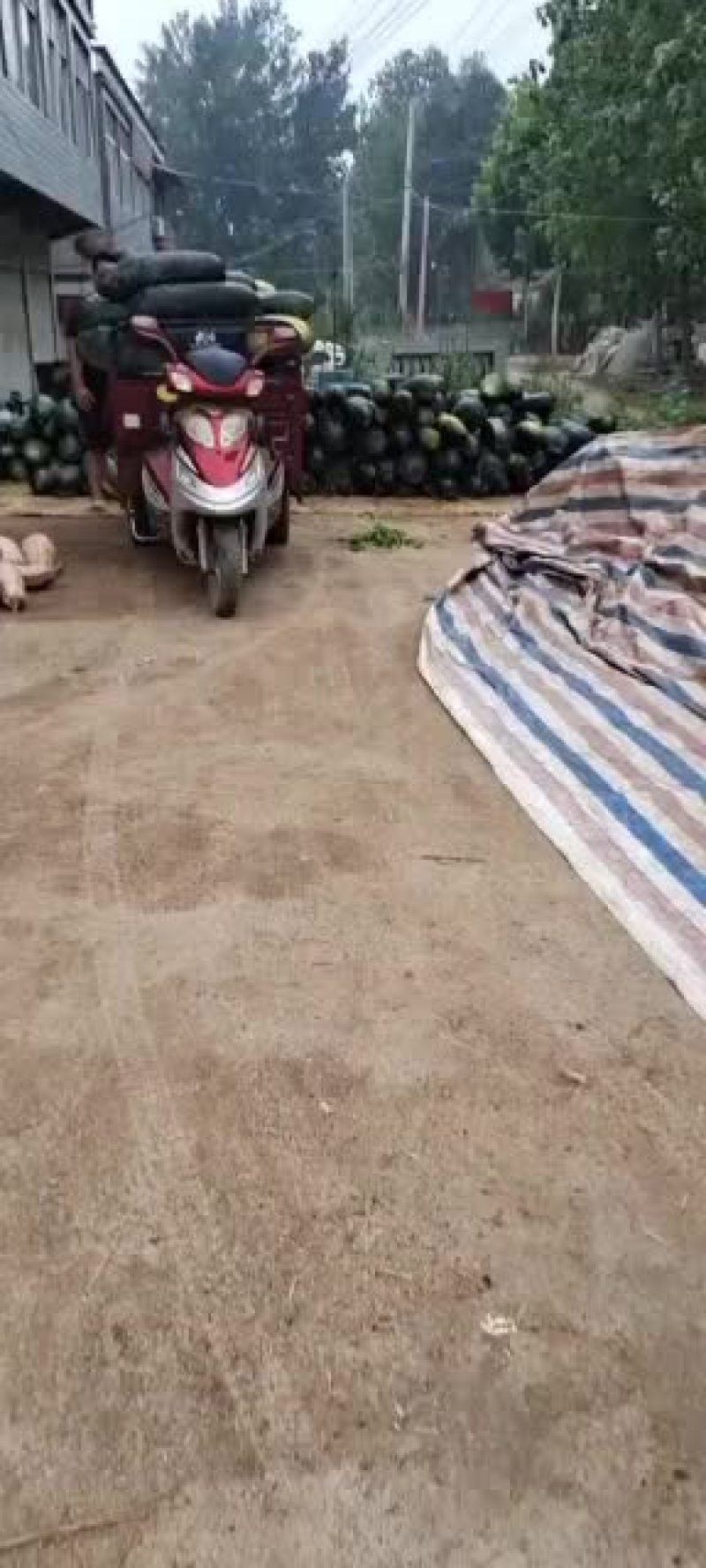 黑皮冬瓜大量现货供应，要的速速联系