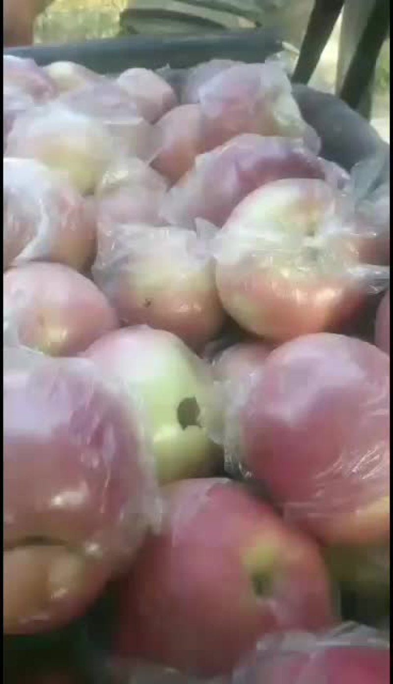 苹果北海道苹果又叫江南美女口感脆甜，