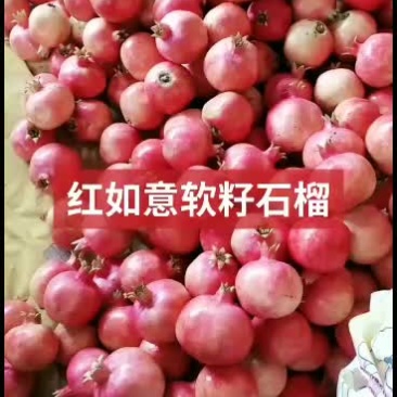 石榴马上到货有要的老板联系