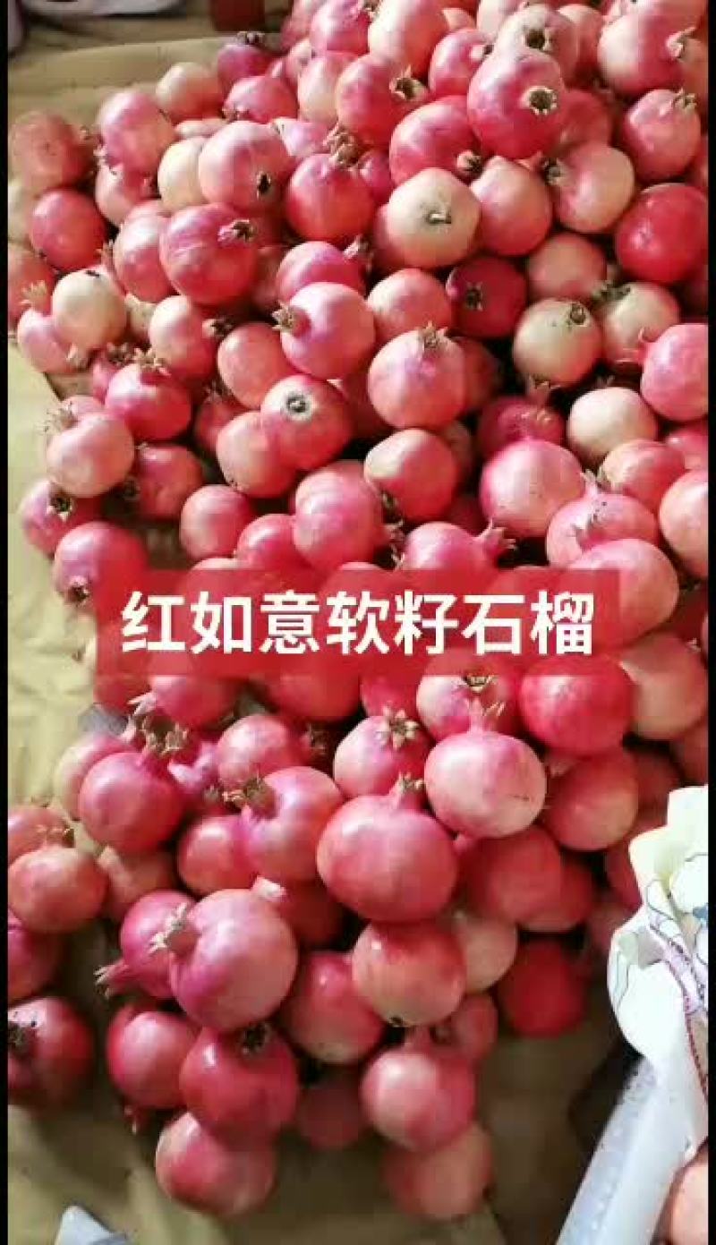 石榴马上到货有要的老板联系