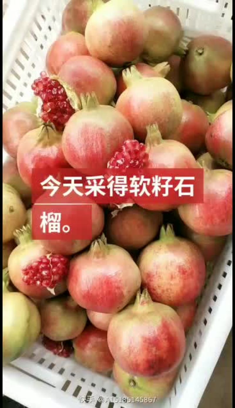 石榴马上到货有要的老板联系