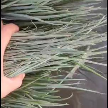 小葱靓货靓货有需要的联系我