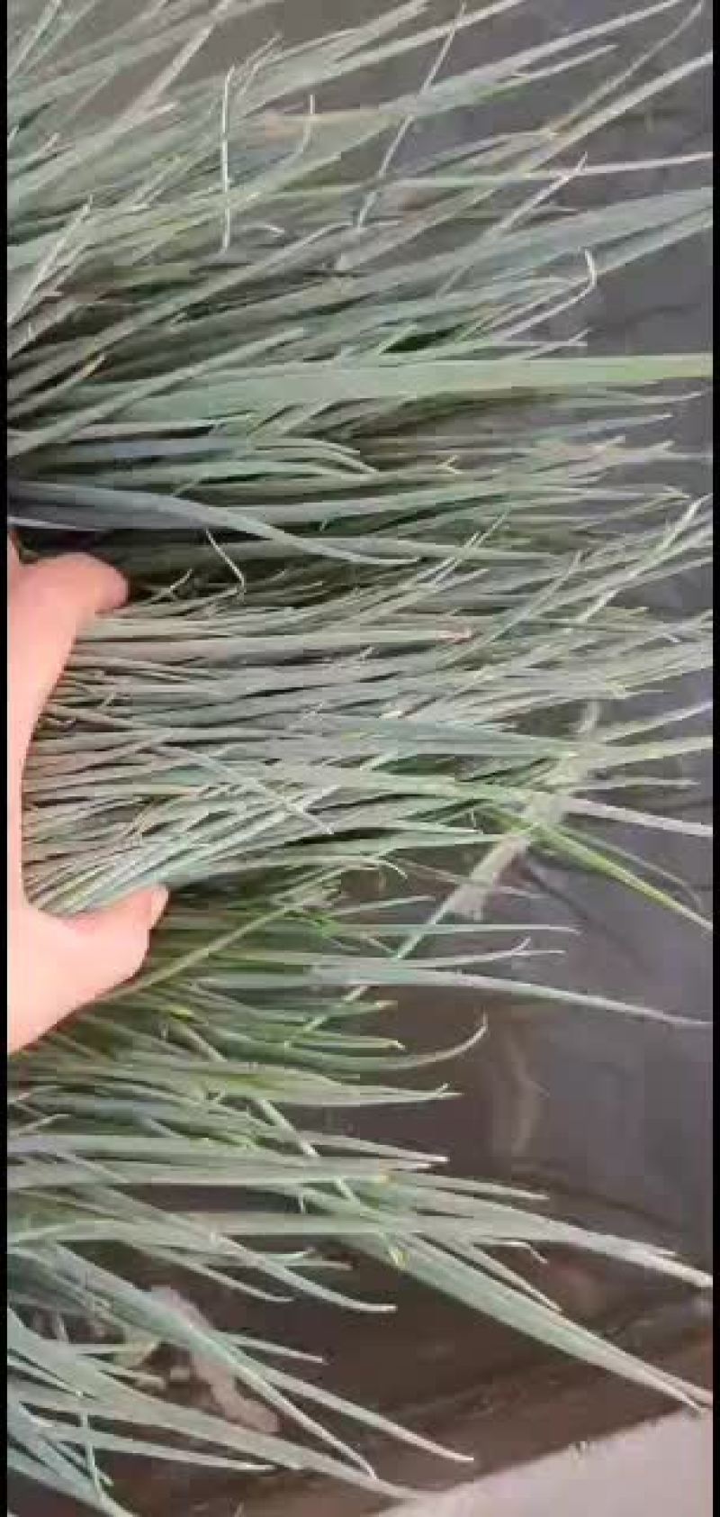 小葱靓货靓货有需要的联系我