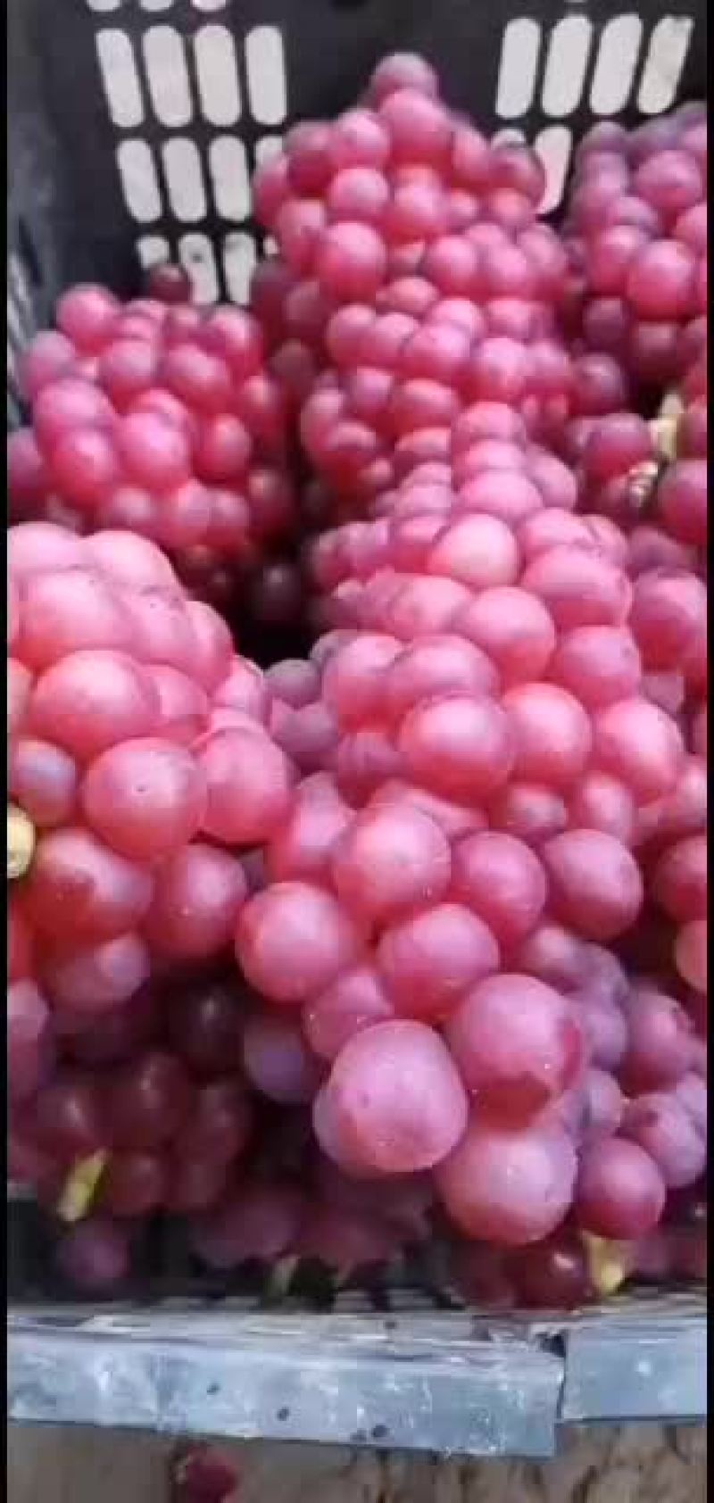 巨峰葡萄红巨峰套袋巨峰