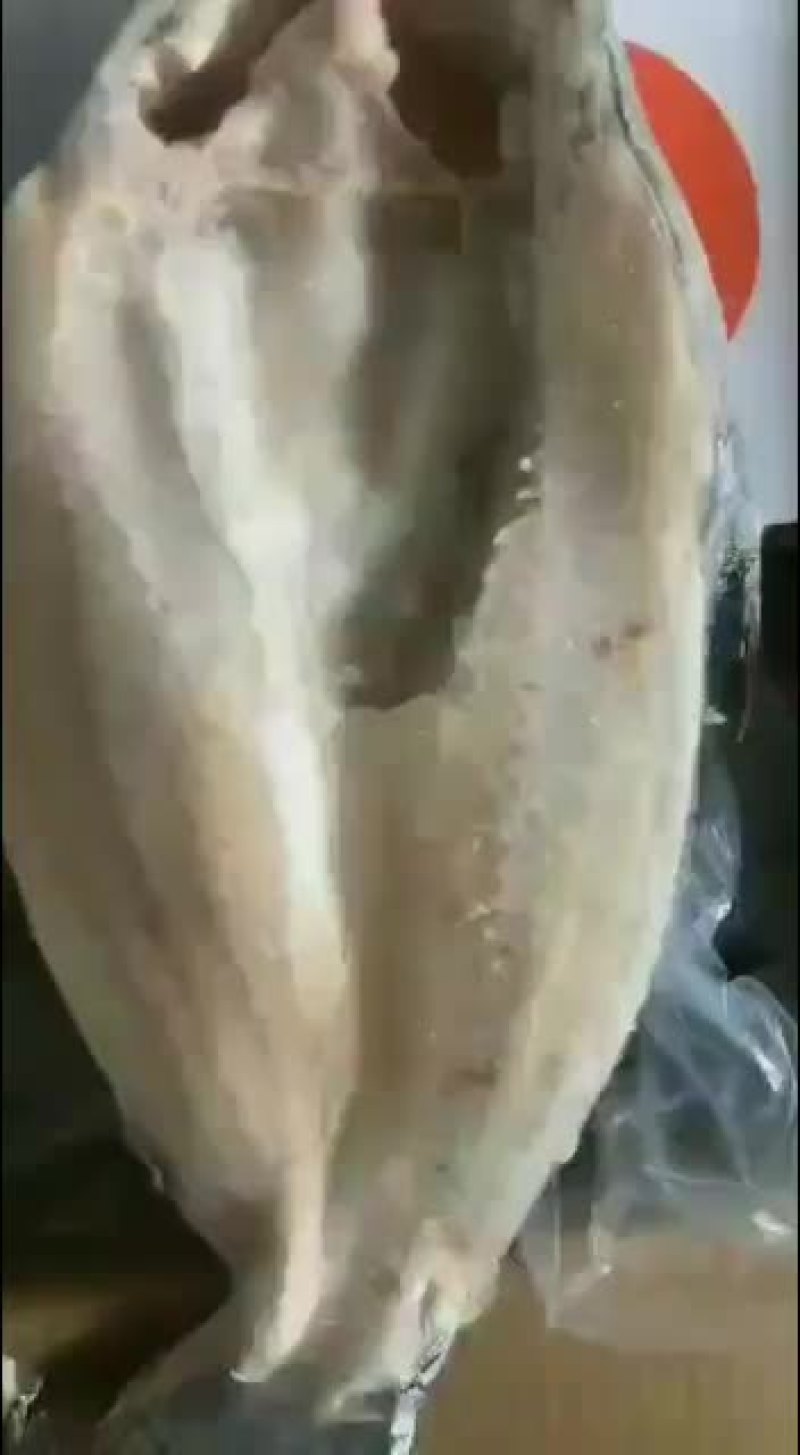 大量到开背鱼，一箱十条，十五斤