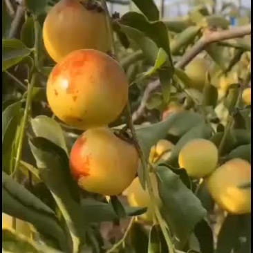 陕西大荔冬枣脆甜自家果园