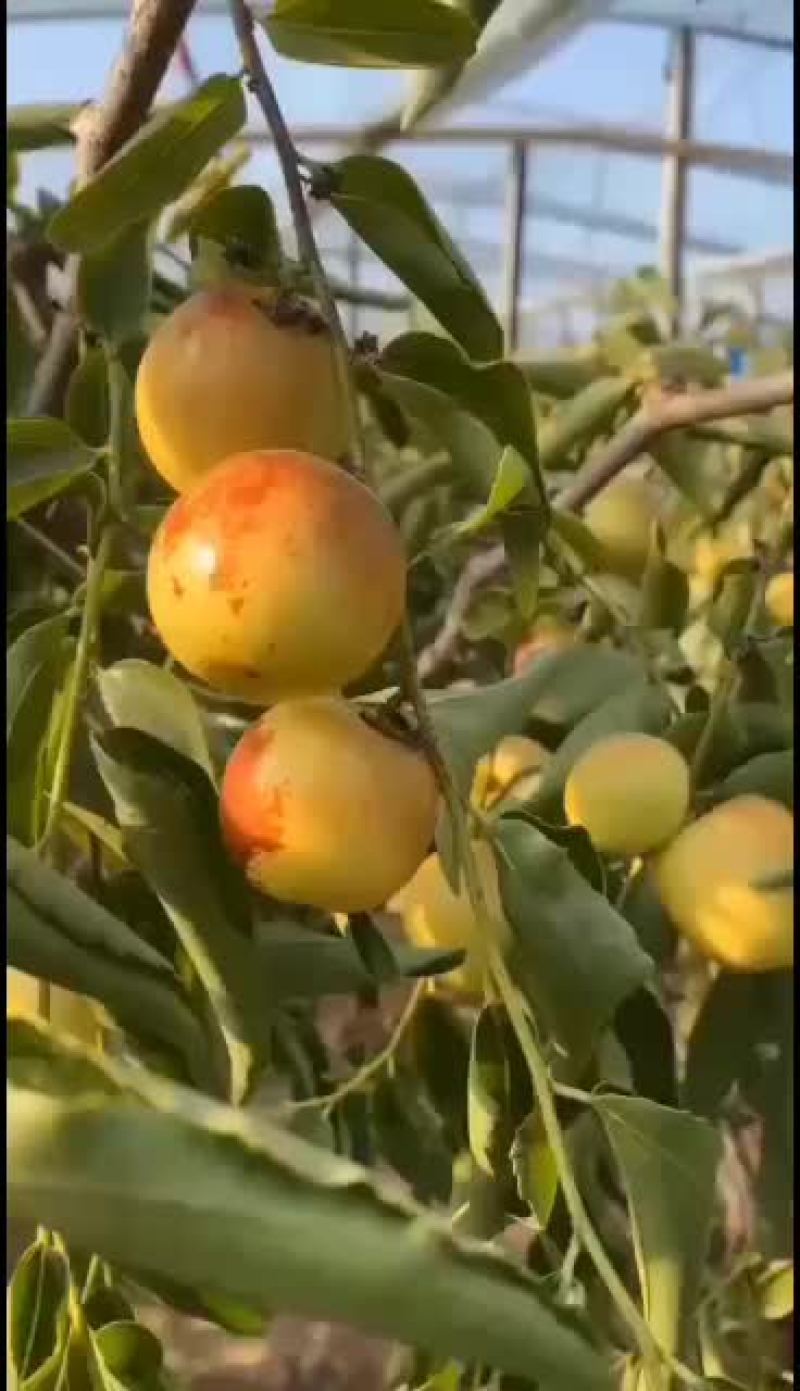 陕西大荔冬枣脆甜自家果园