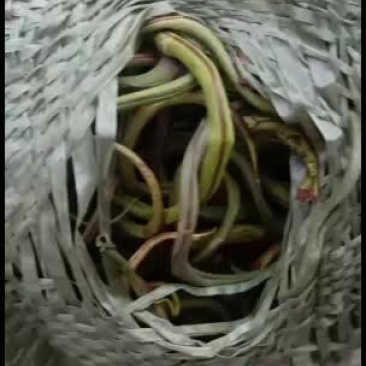化石草野生养肝排石化石草